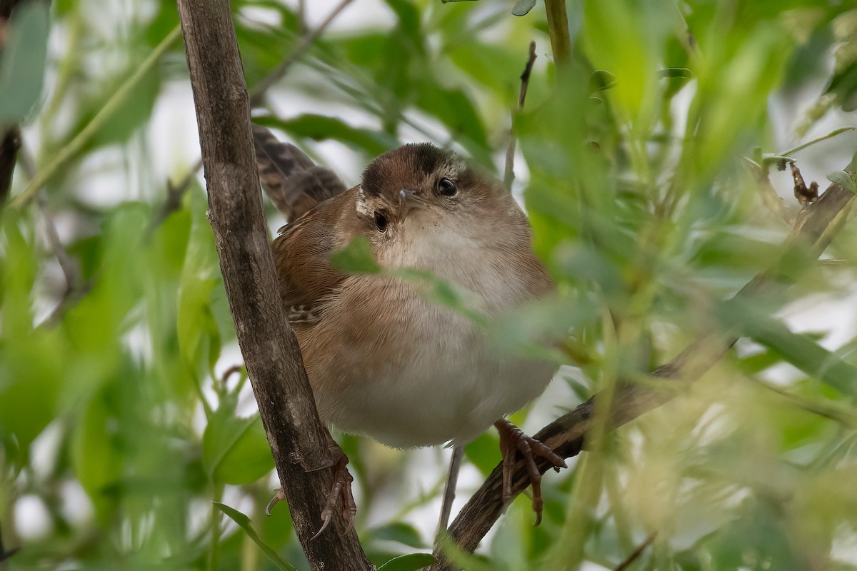 Marsh Wren - ML617776710