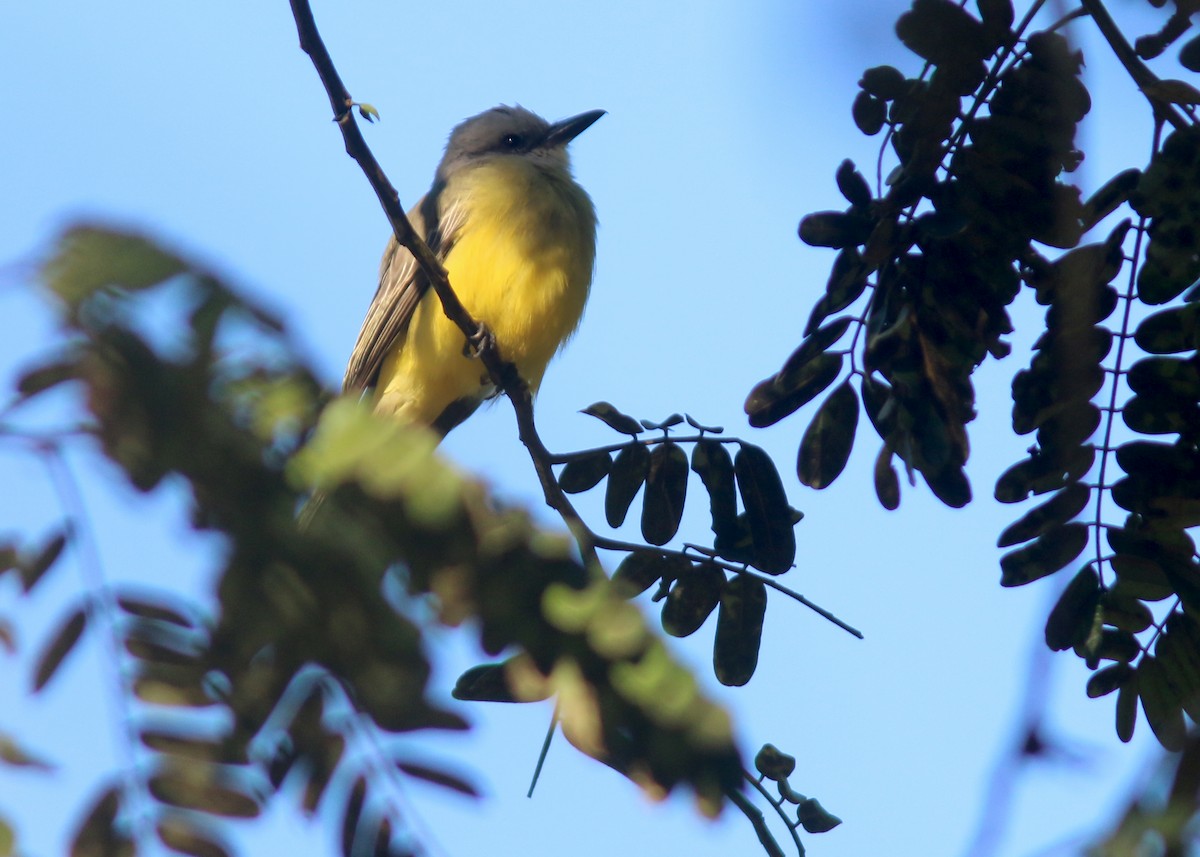 Couch's Kingbird - ML617776716