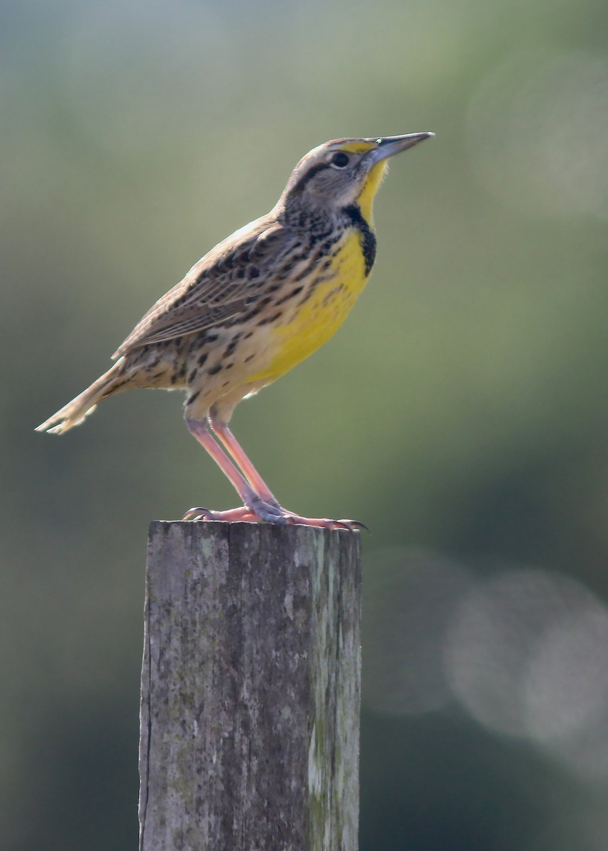 Eastern Meadowlark - Jared Clarke