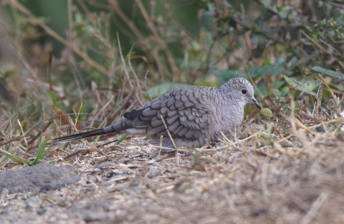 Inca Dove - Zuly Escobedo / Osberto Pineda