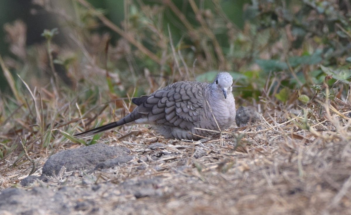 Inca Dove - Zuly Escobedo / Osberto Pineda