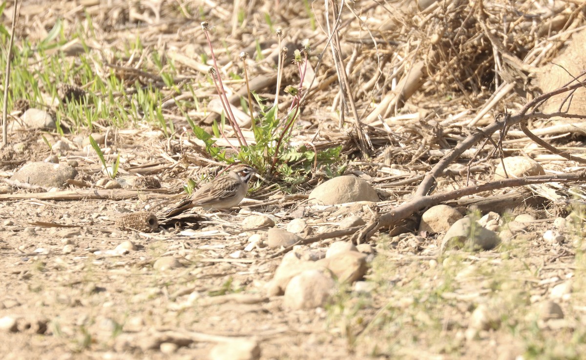 Lark Sparrow - ML617776789