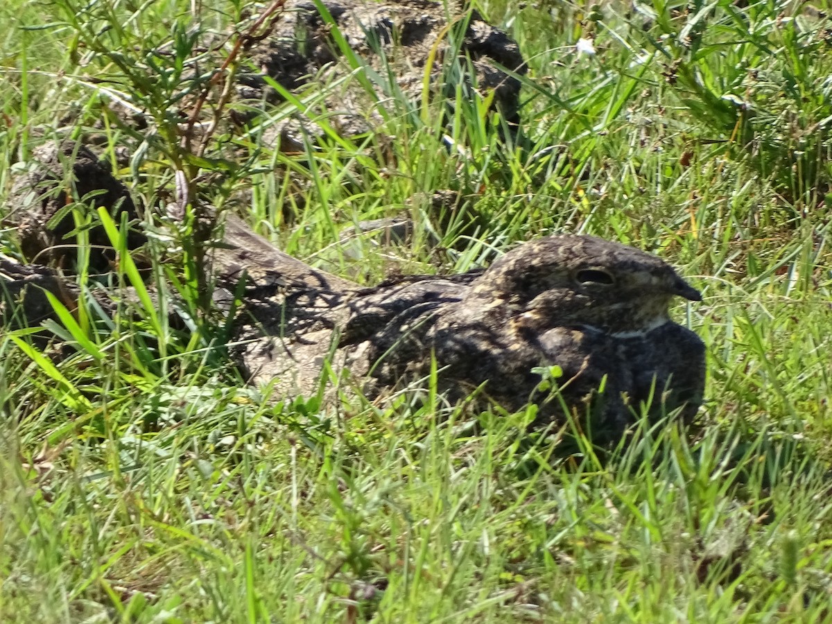 Weißbauch-Nachtschwalbe - ML617776790