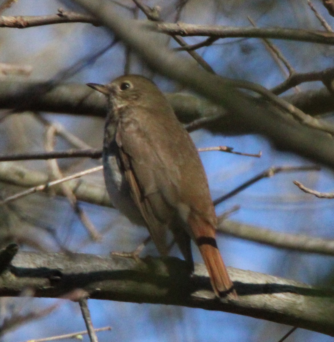 Hermit Thrush - ML617776798