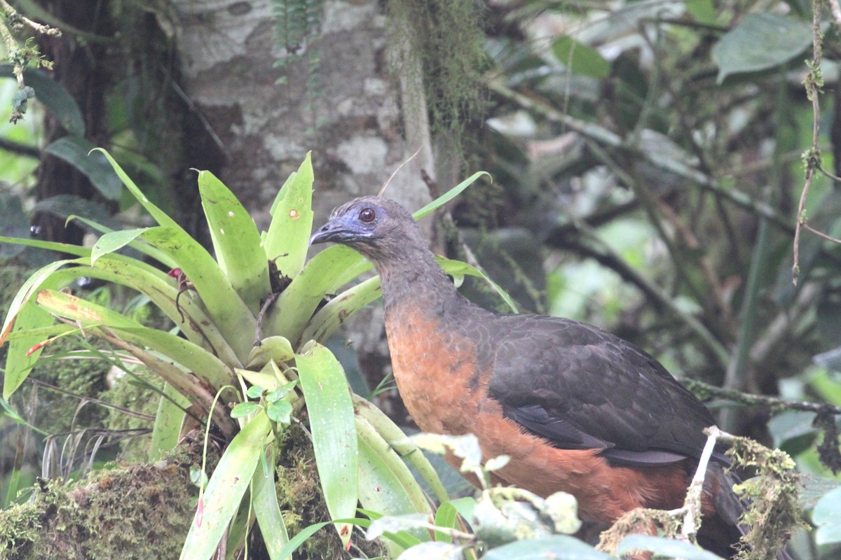 Sickle-winged Guan - Gisèle Labonté