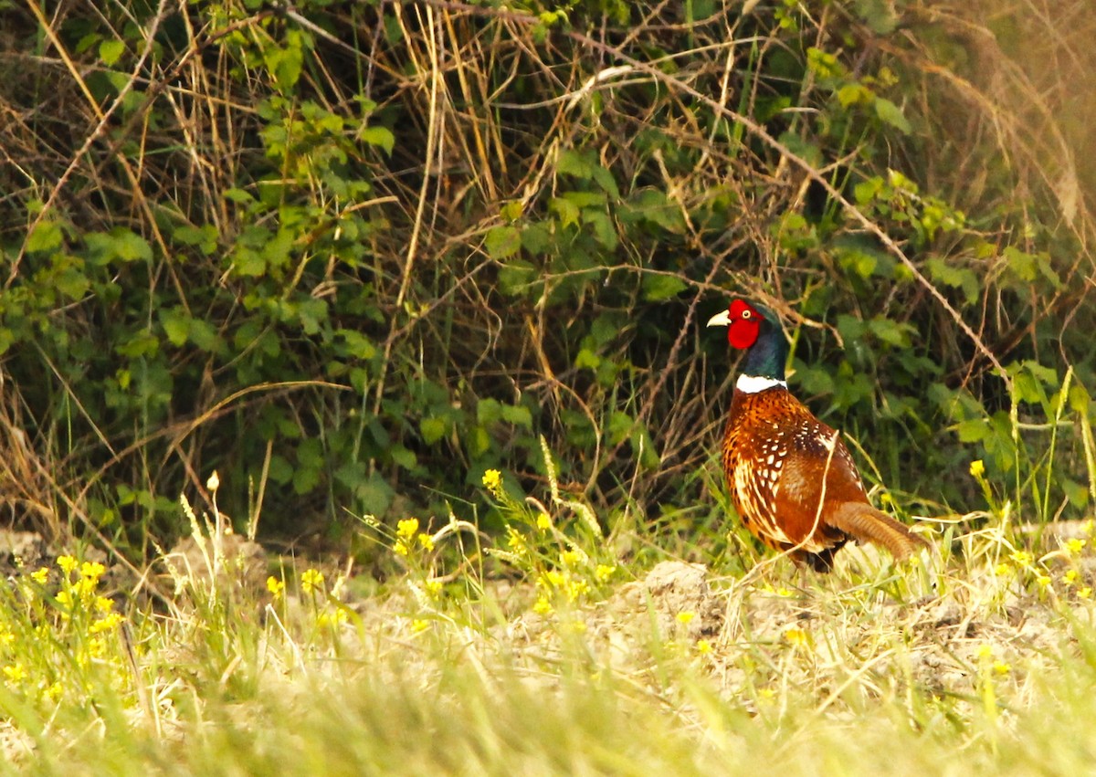 Ring-necked Pheasant - jorge lardiés