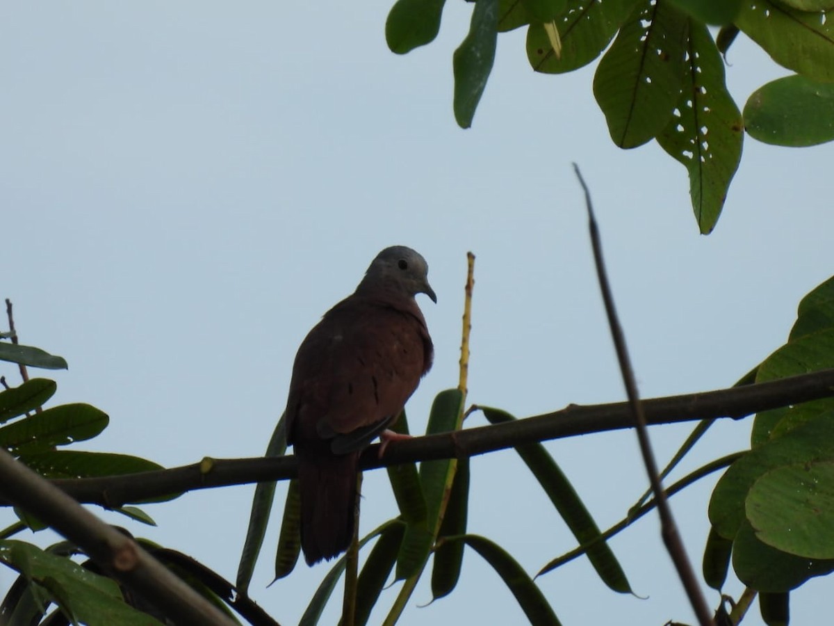 Ruddy Ground Dove - ML617776822