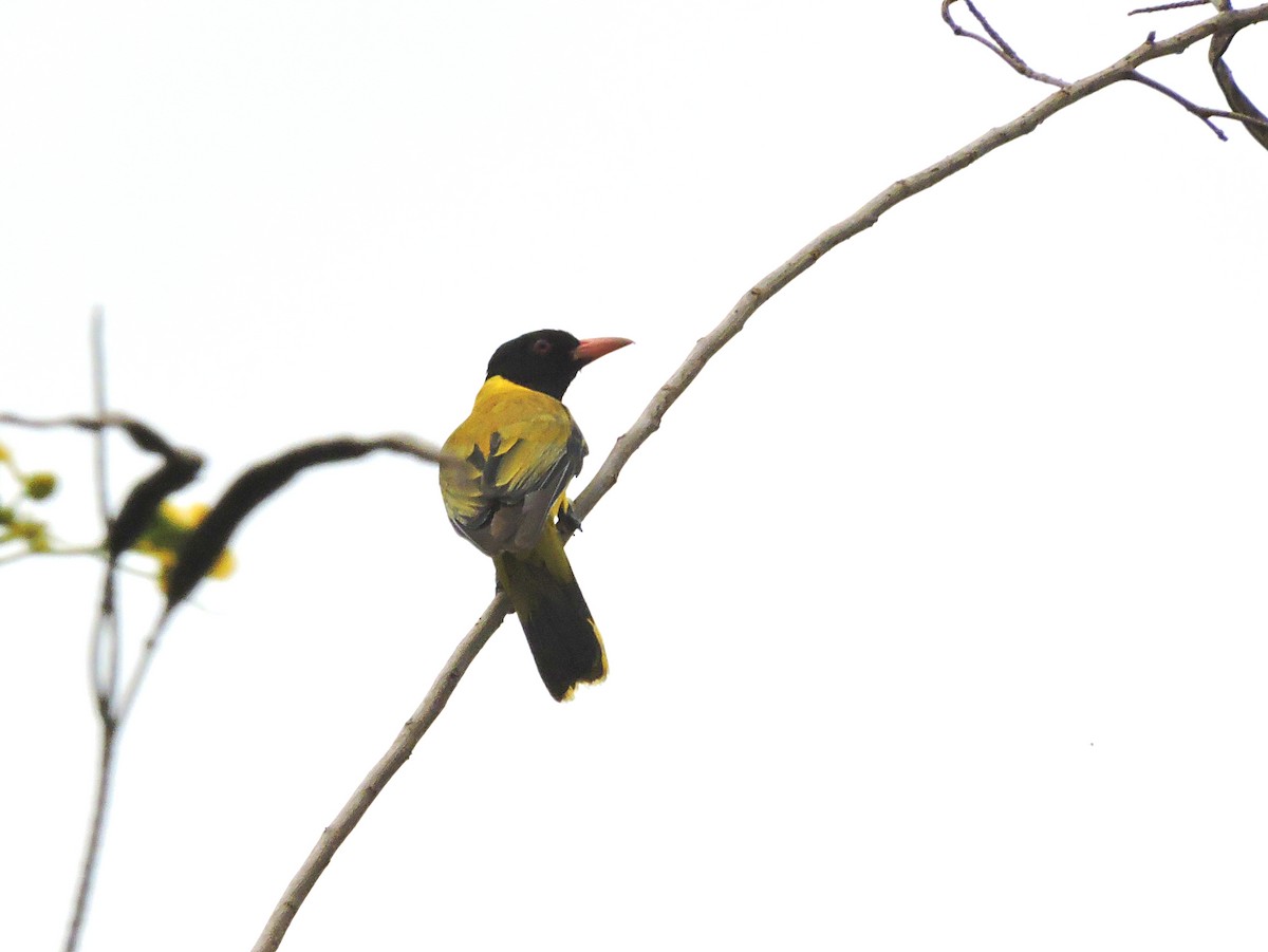 Black-winged Oriole - ML617776827