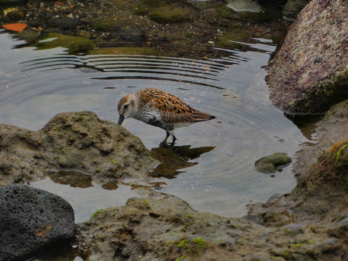 Dunlin - ML617776839