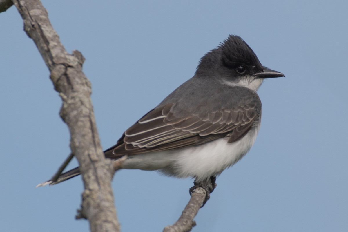 Eastern Kingbird - Rick Potts