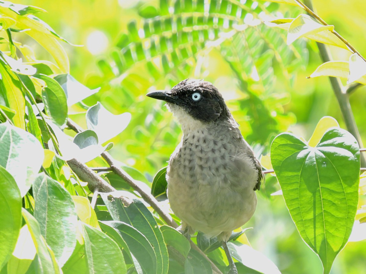 Blackcap Babbler - ML617776863