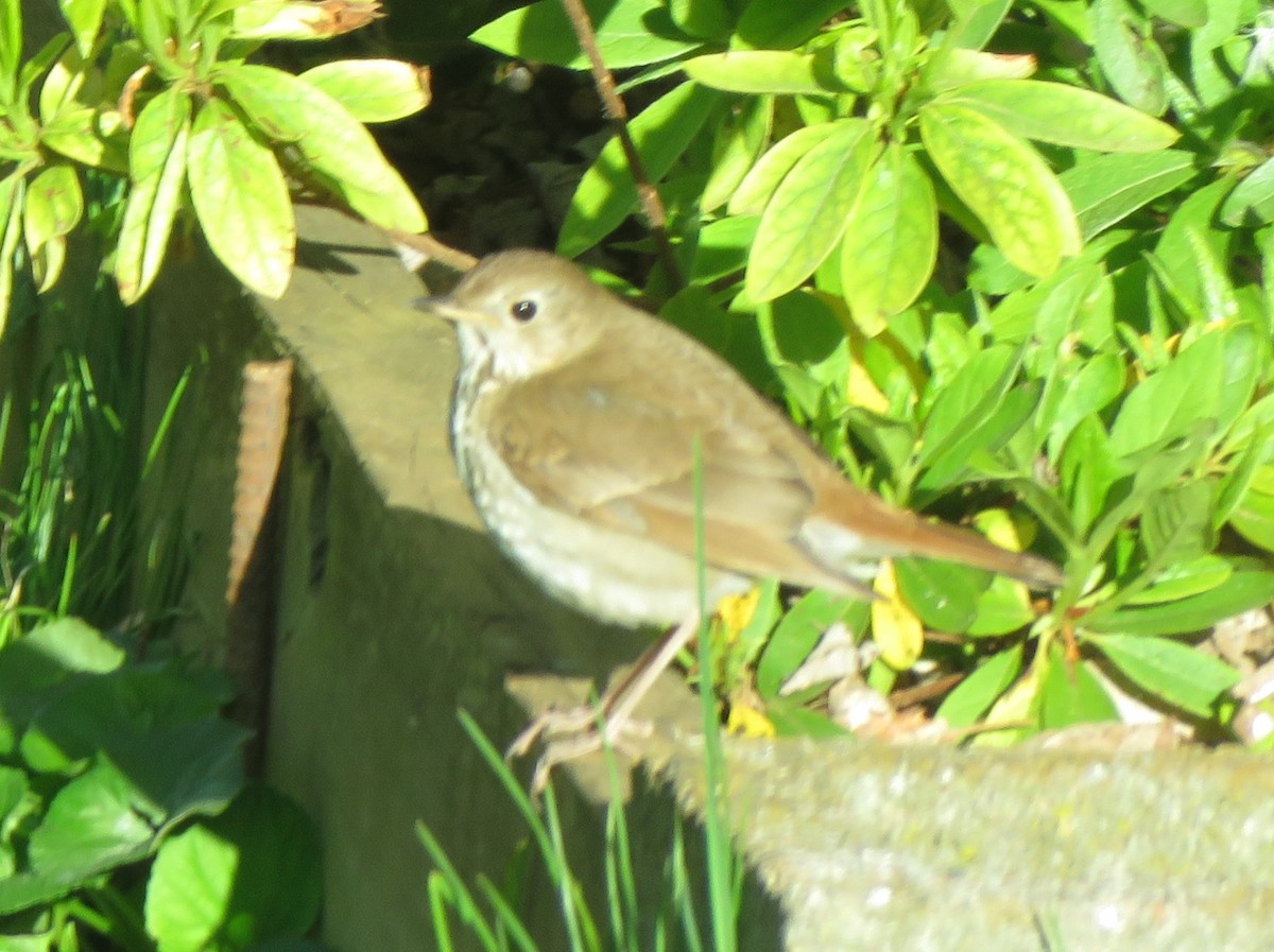 Hermit Thrush (faxoni/crymophilus) - James Nelson