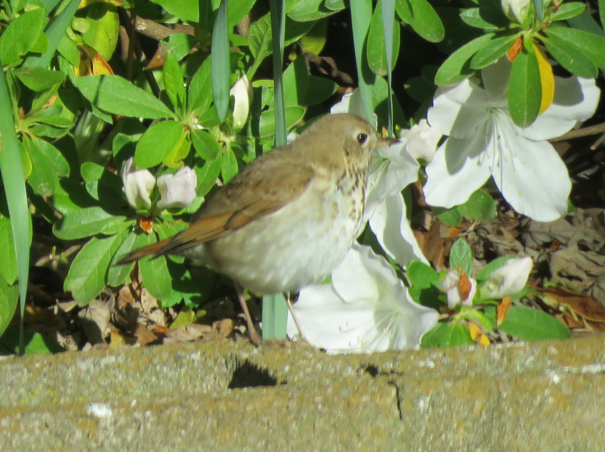 Hermit Thrush (faxoni/crymophilus) - James Nelson