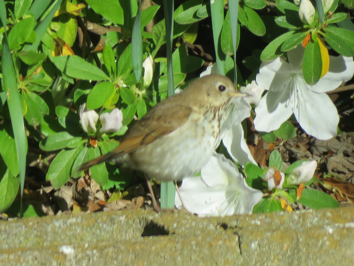 Hermit Thrush (faxoni/crymophilus) - James Nelson