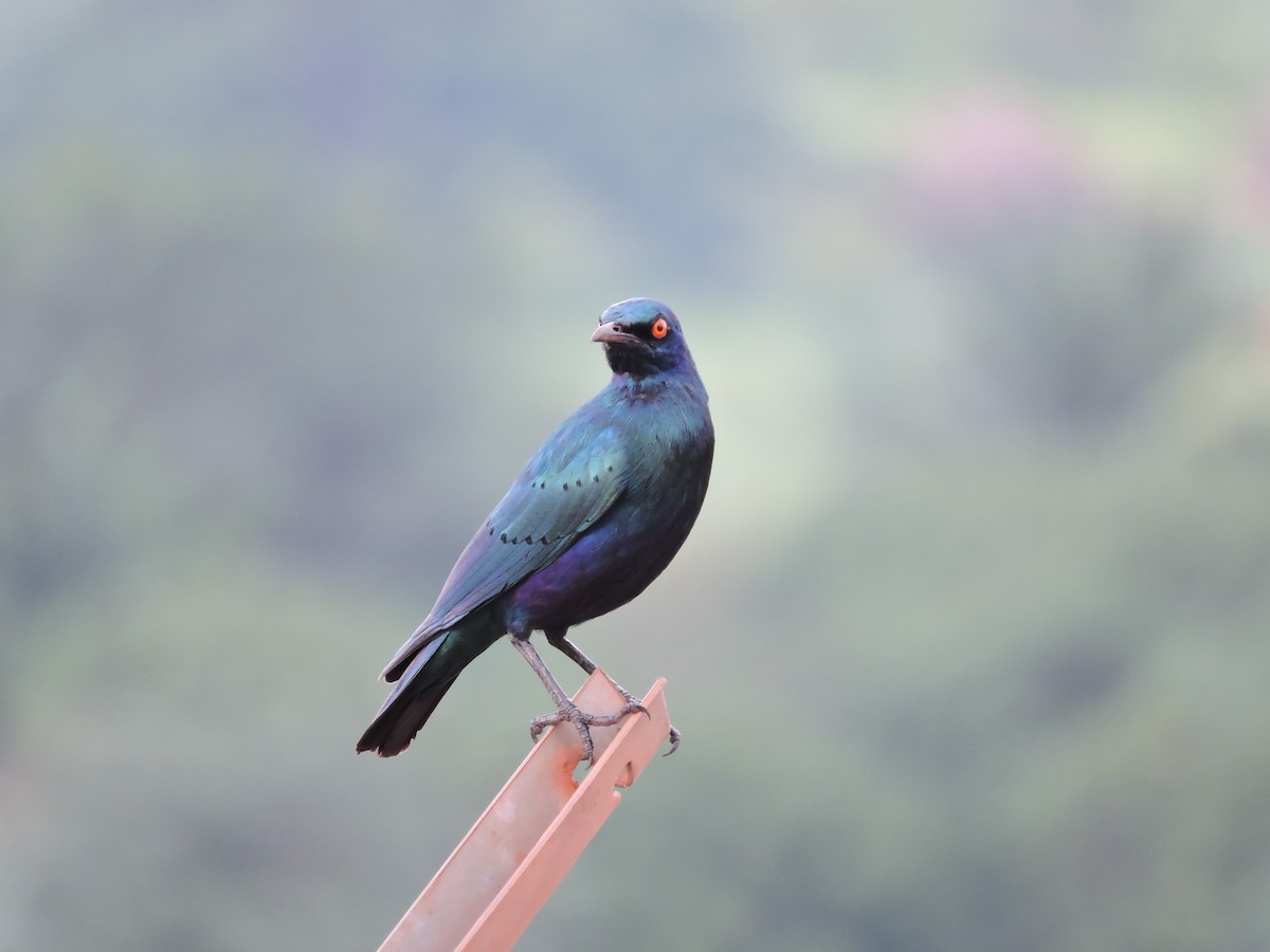 Purple Starling - Andrew Cauldwell