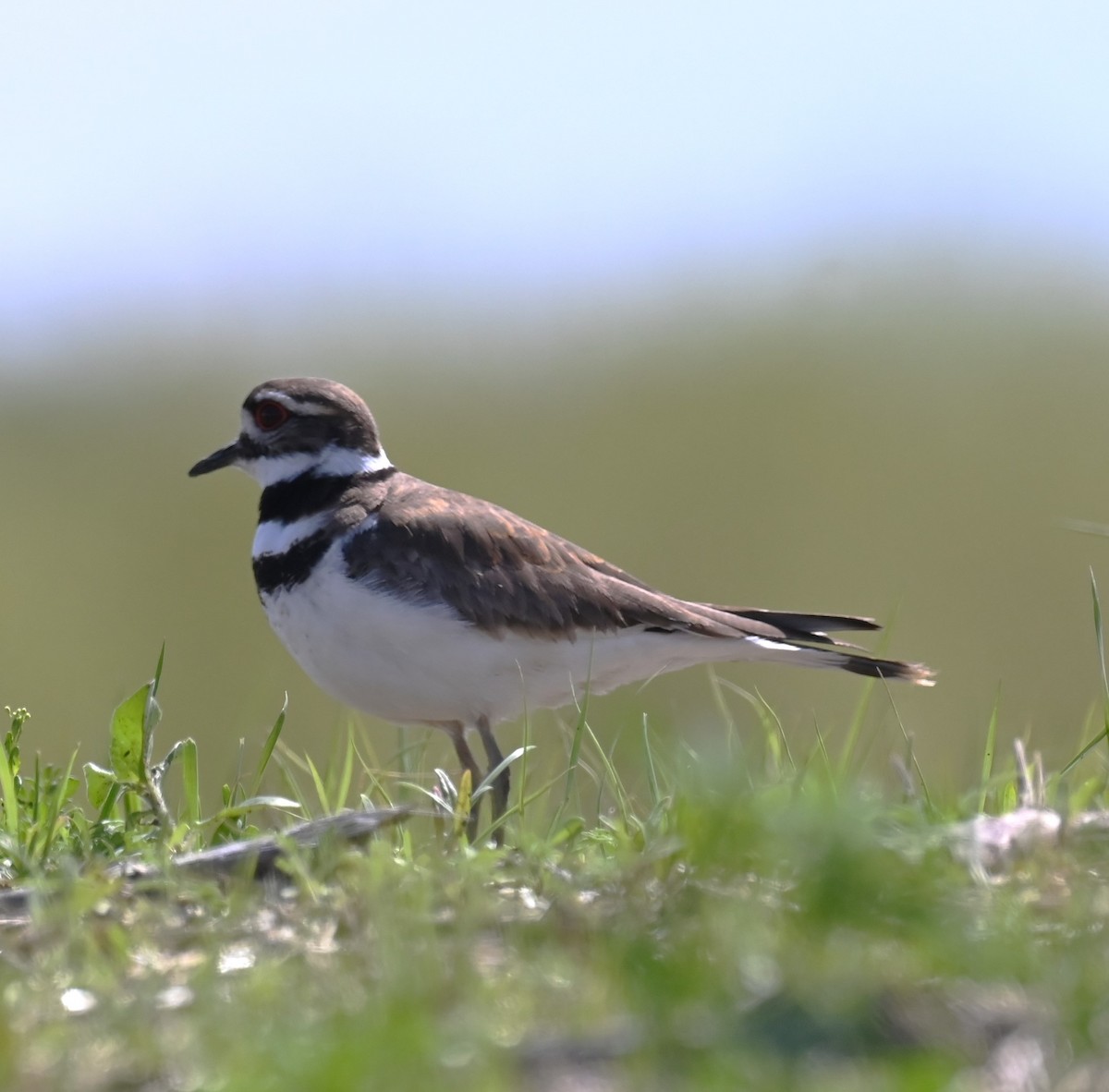 Killdeer - ML617776887