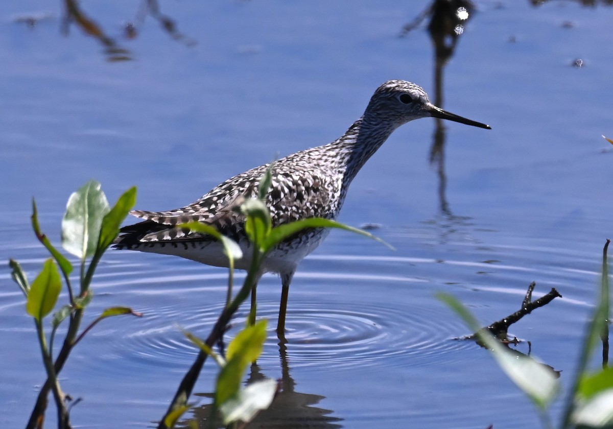 Lesser Yellowlegs - ML617776894