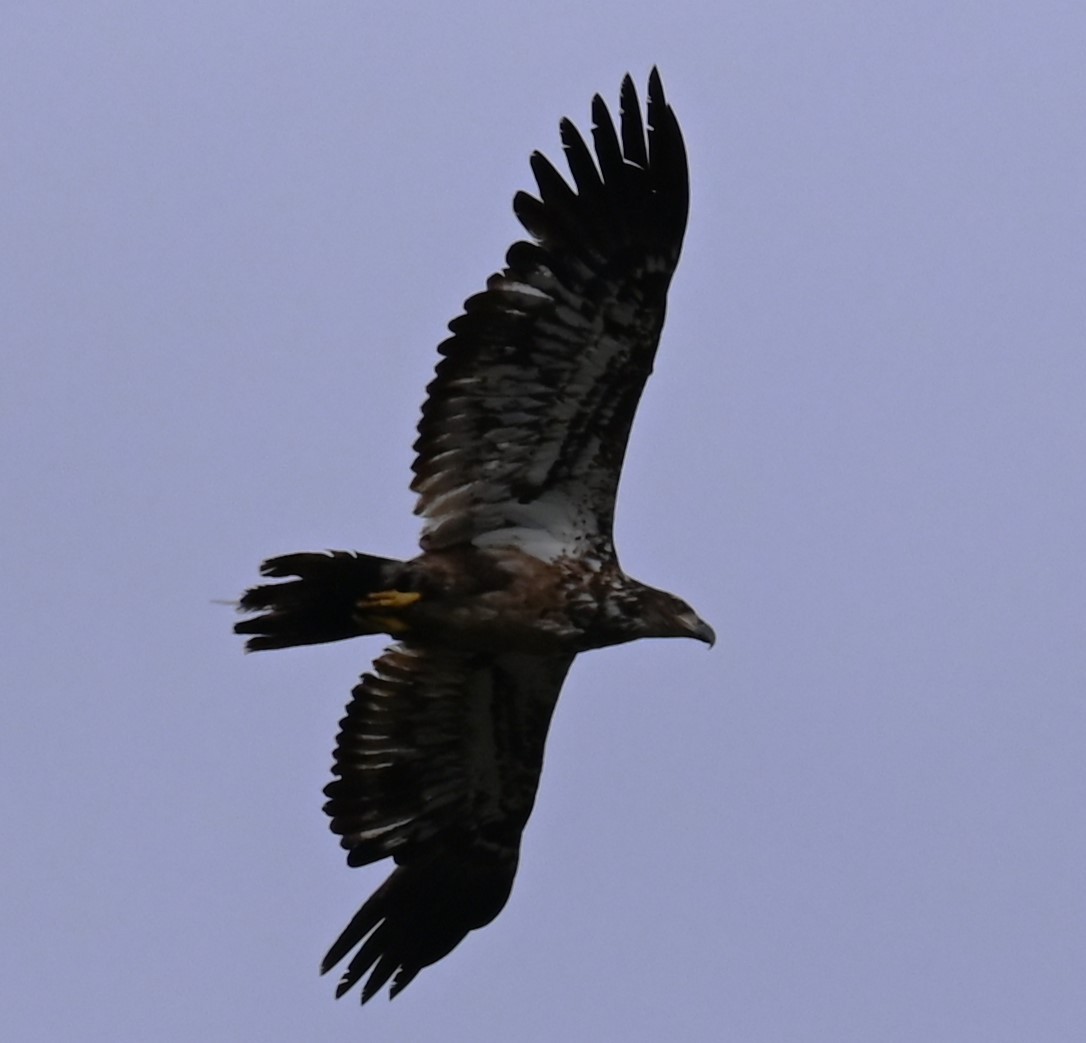 Bald Eagle - Carol Thompson