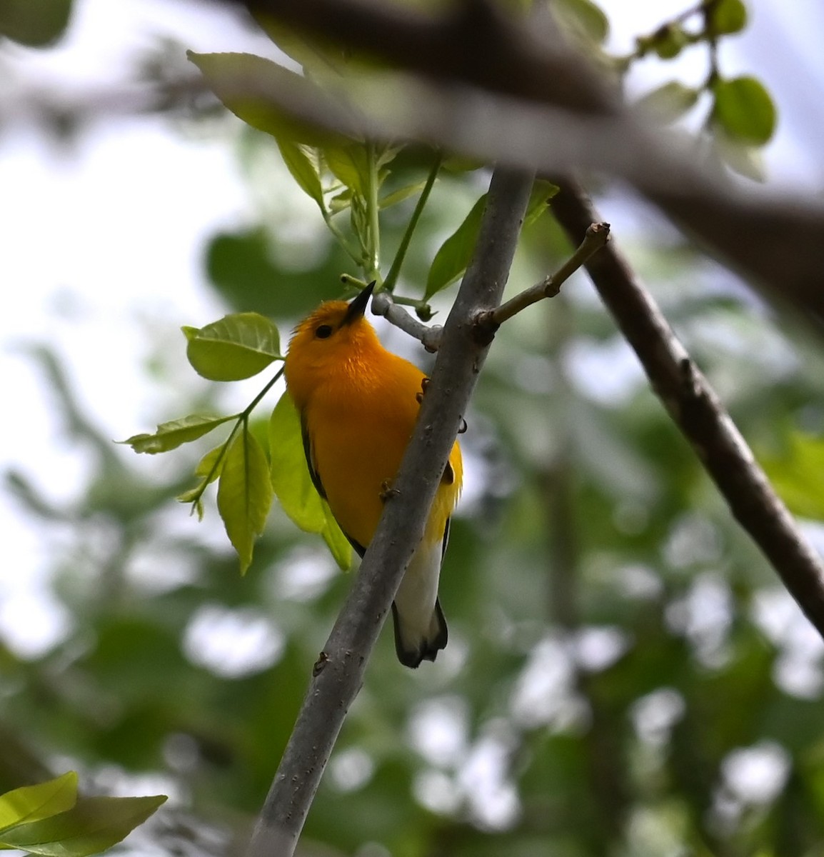 Prothonotary Warbler - Carol Thompson