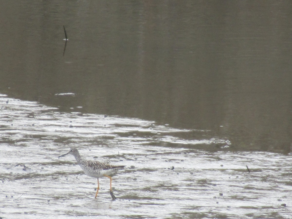 Greater Yellowlegs - ML617776951