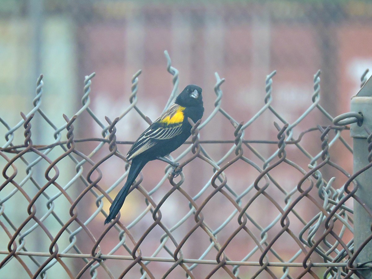 Yellow-mantled Widowbird - ML617776953