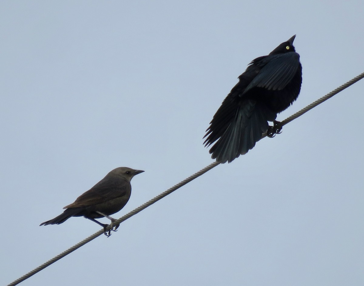 Brewer's Blackbird - ML617776979