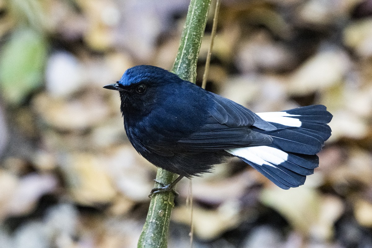 White-tailed Robin (White-tailed) - ML617777029