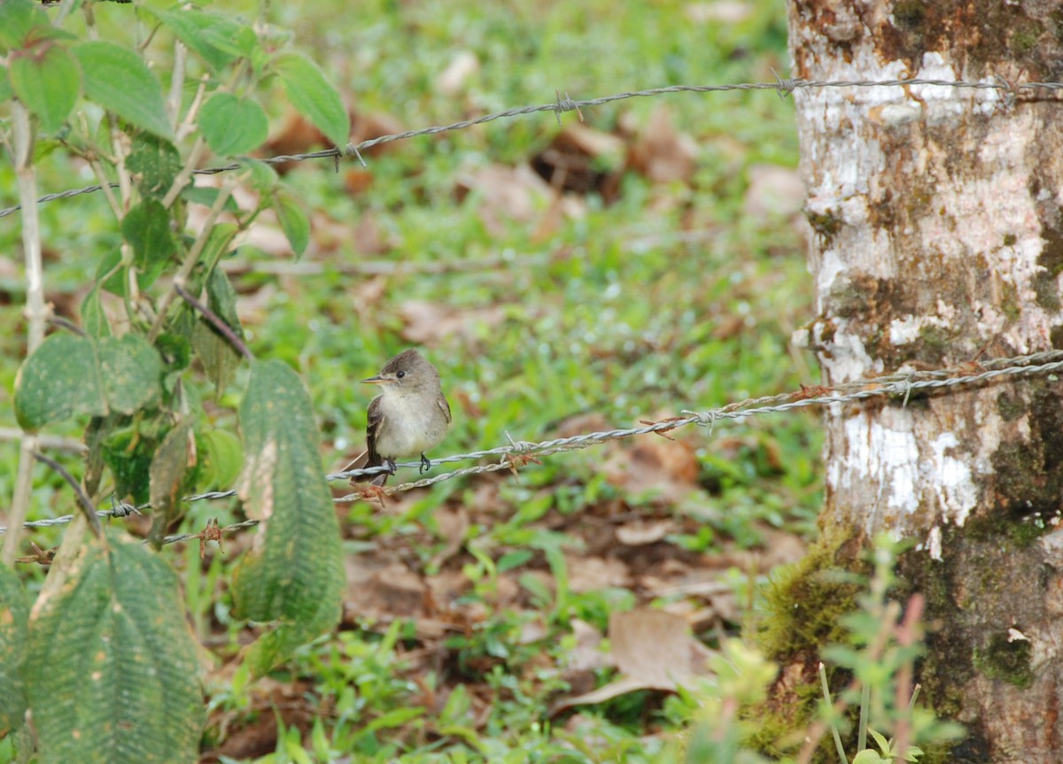 Eastern Wood-Pewee - ML617777031