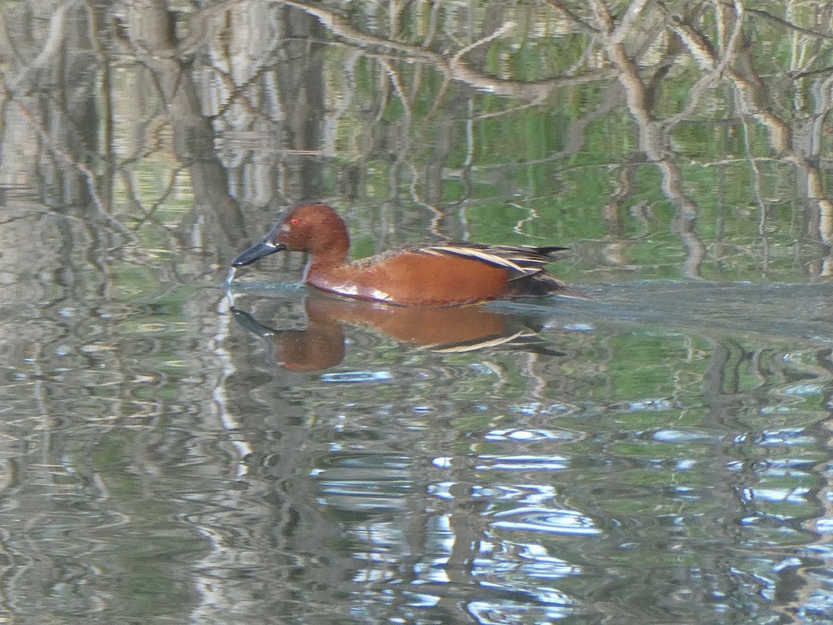 Cinnamon Teal - Charlie Saunders