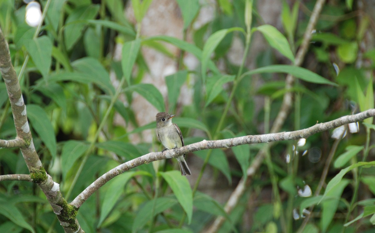 Eastern Wood-Pewee - ML617777033