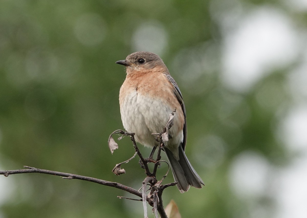 Eastern Bluebird - ML617777035