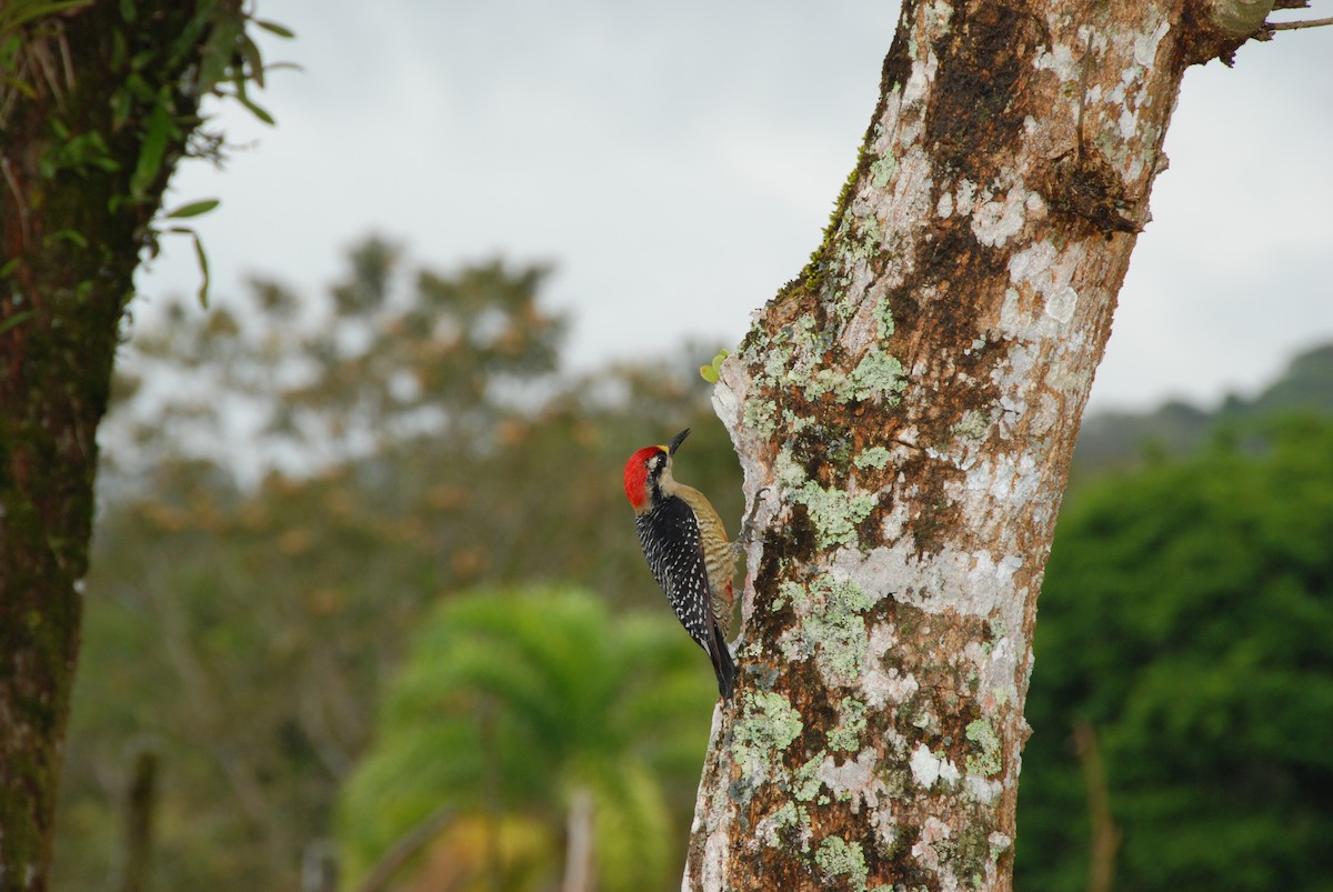 Black-cheeked Woodpecker - ML617777039