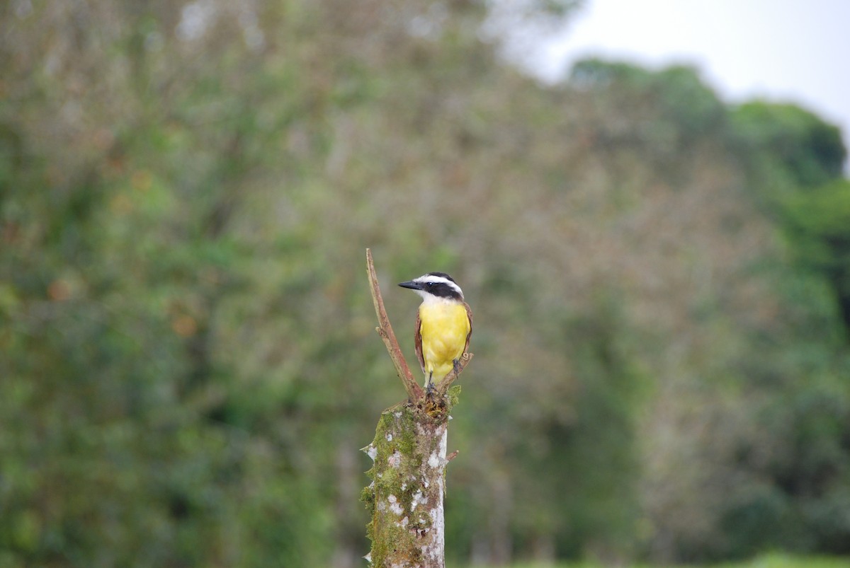 Great Kiskadee - ML617777048