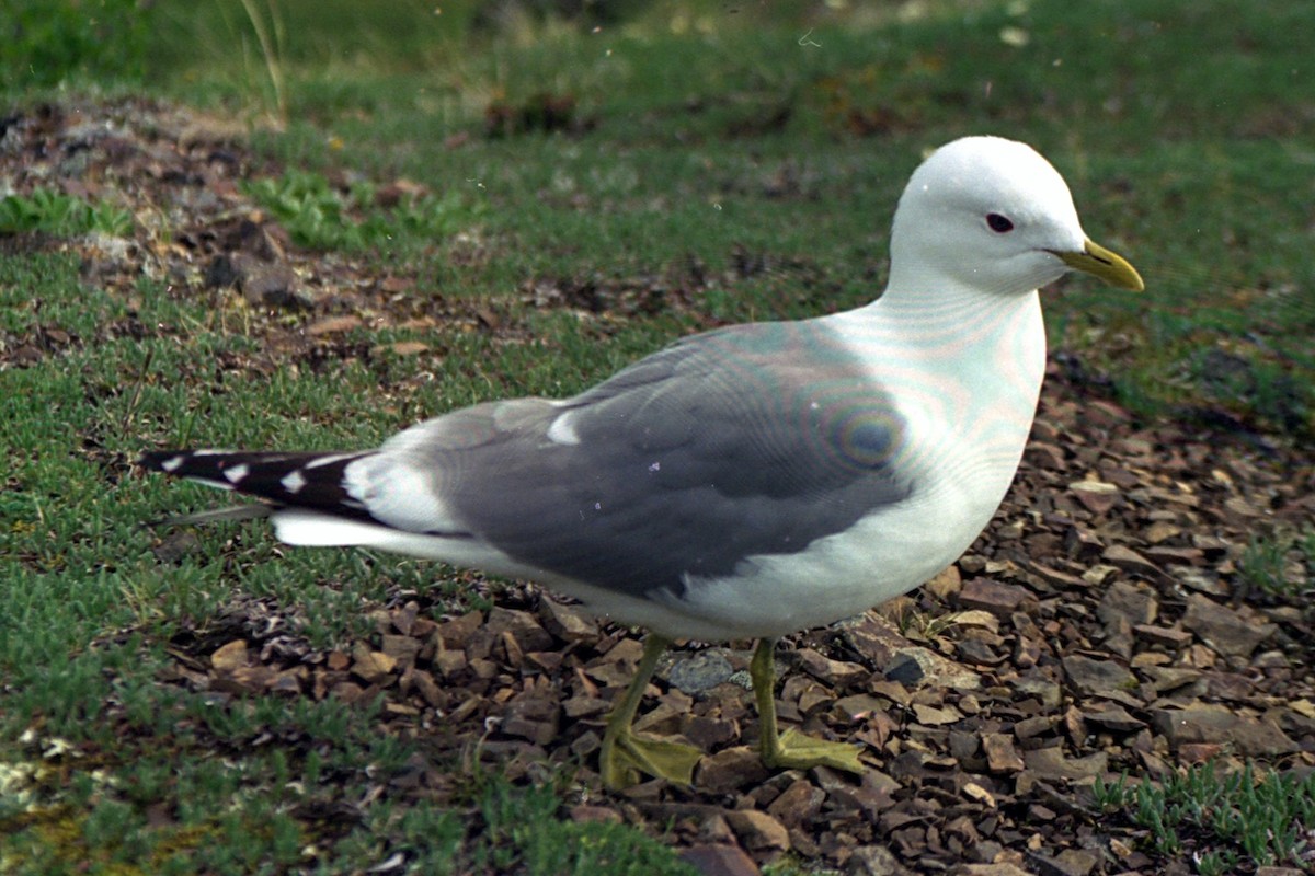 Short-billed Gull - ML617777052