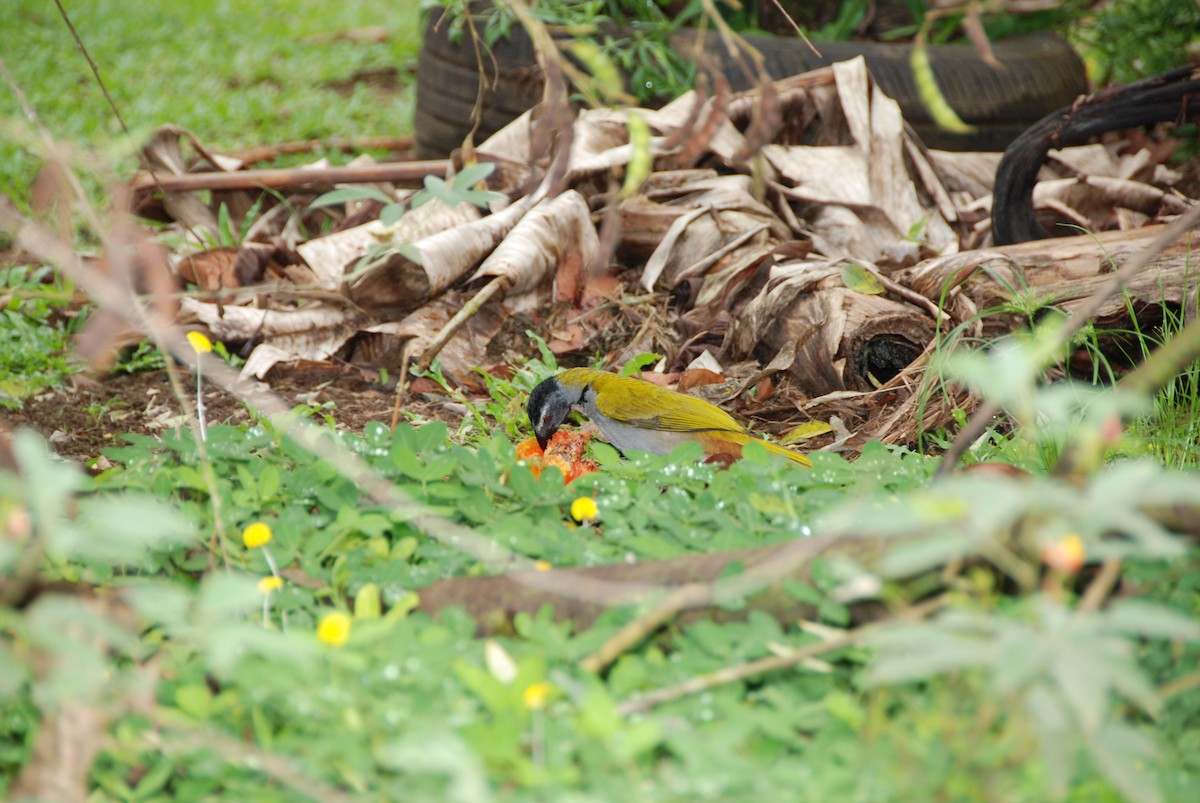 Buff-throated Saltator - ML617777054