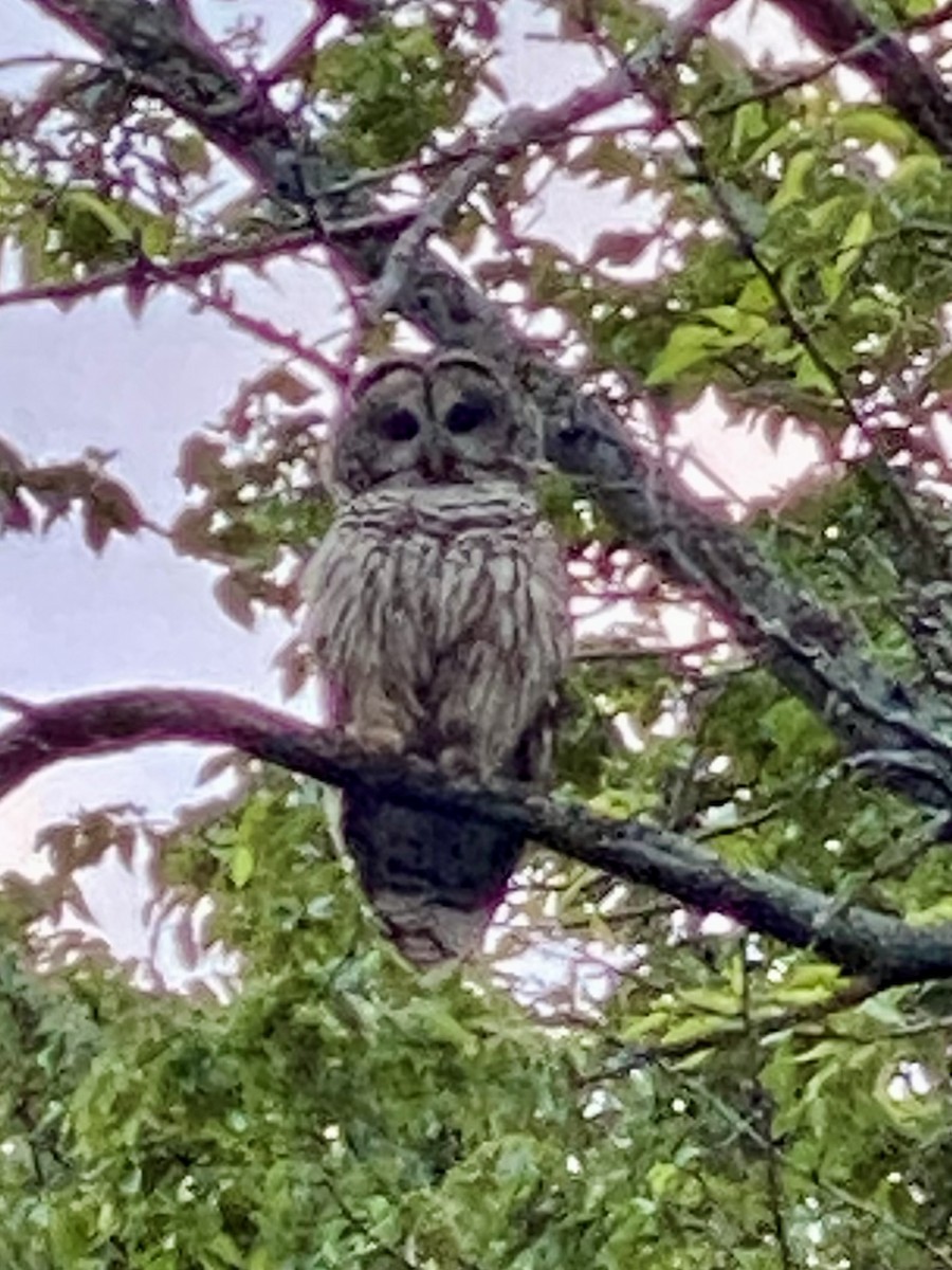 Barred Owl - ML617777086