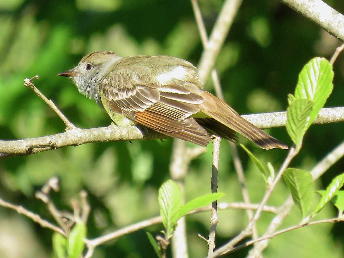 Great Crested Flycatcher - michele ramsey