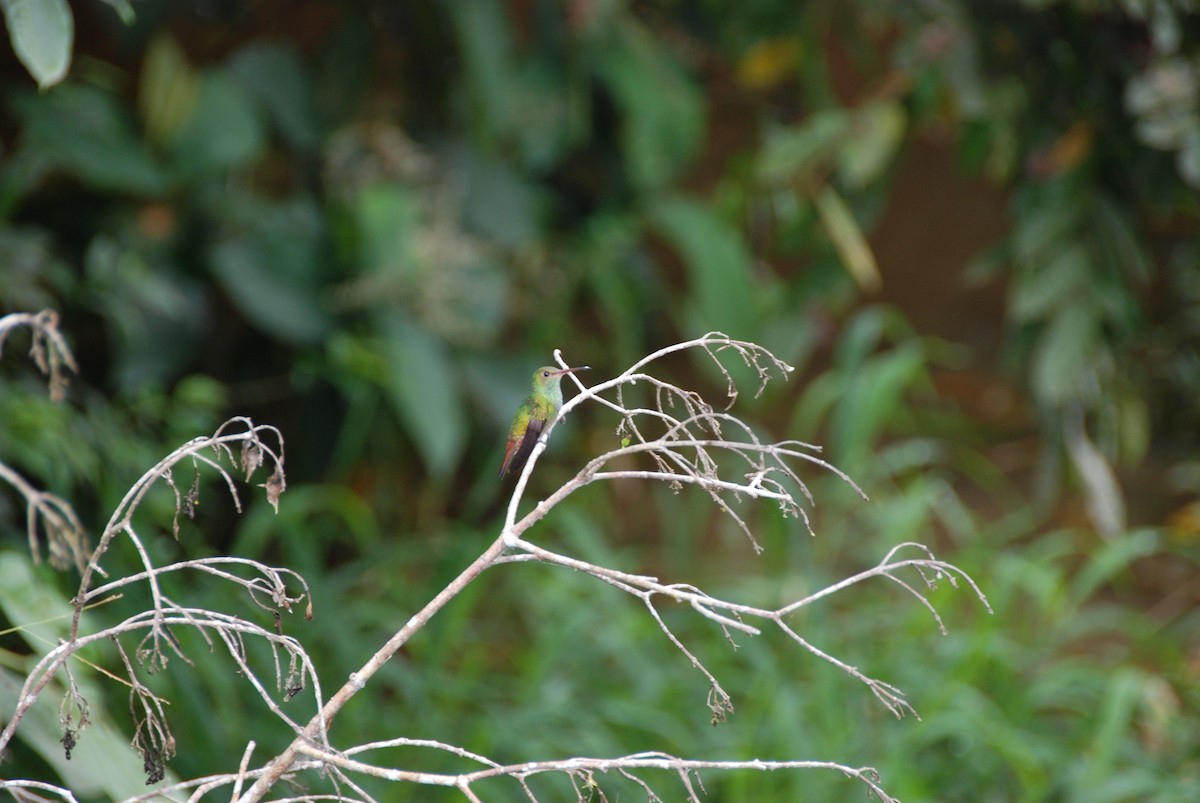 Rufous-tailed Hummingbird - ML617777119