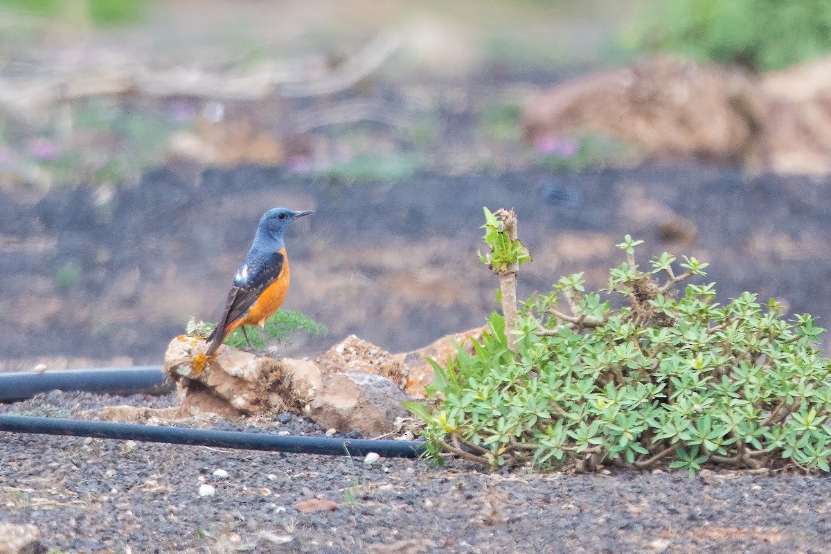 Rufous-tailed Rock-Thrush - ML617777139