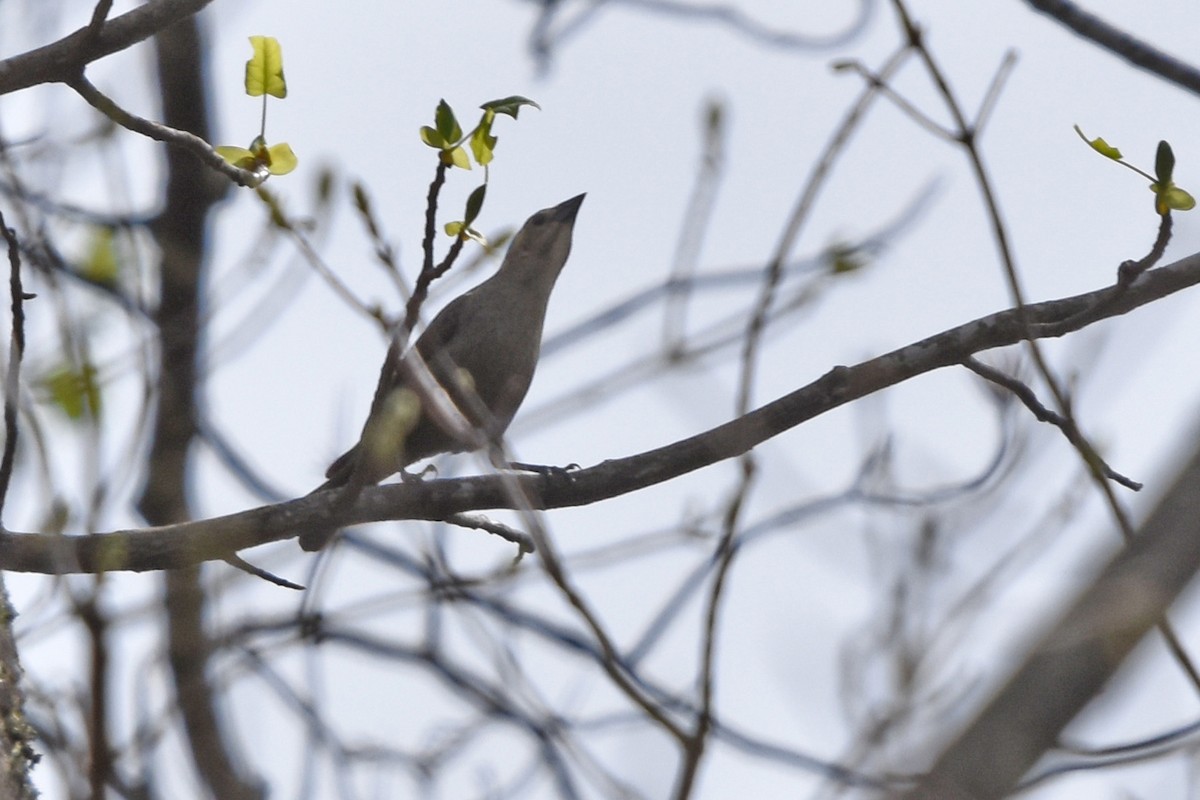 Rusty Blackbird - ML617777235