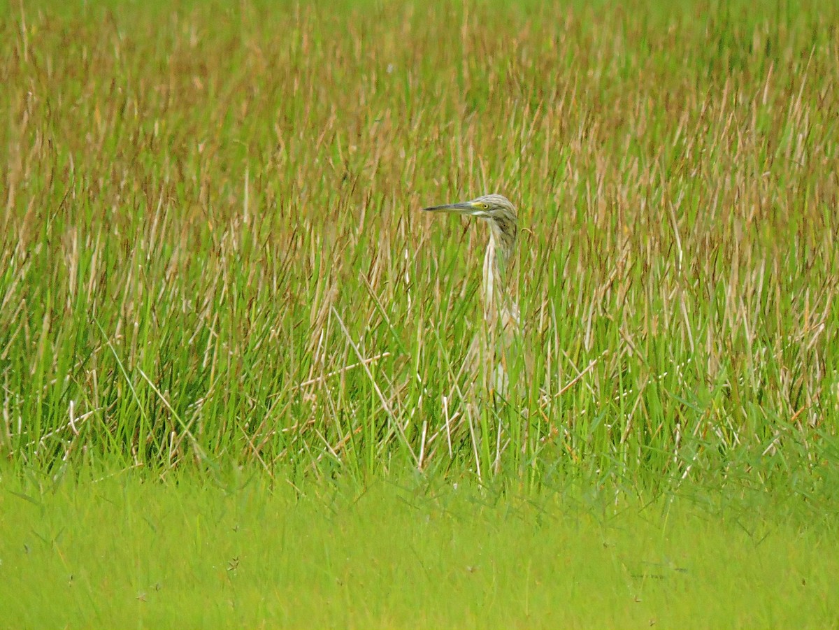 Squacco Heron - ML617777318