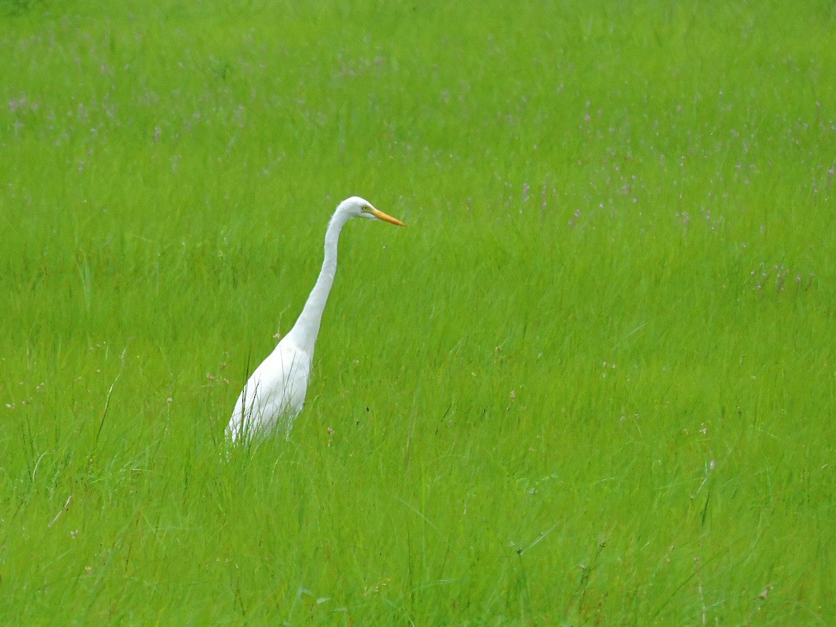 Yellow-billed Egret - Andrew Cauldwell