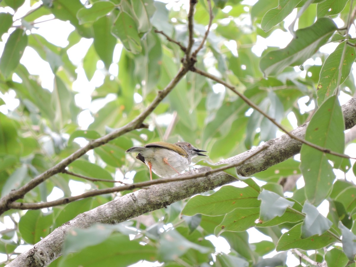 Green-backed Camaroptera - ML617777345