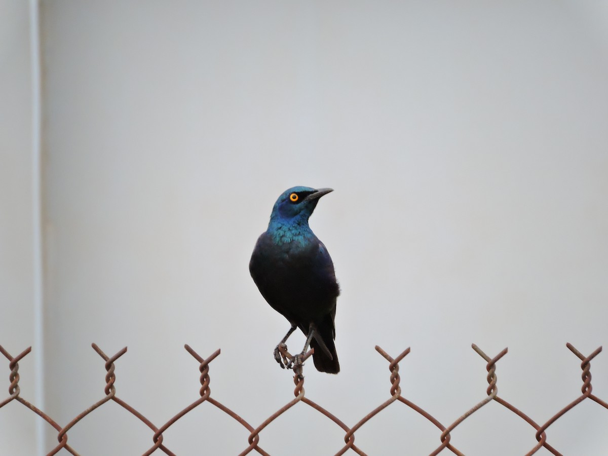 Purple Starling - ML617777358