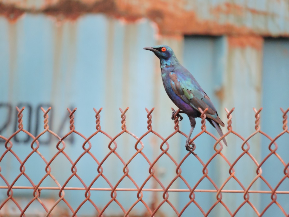 Purple Starling - Andrew Cauldwell