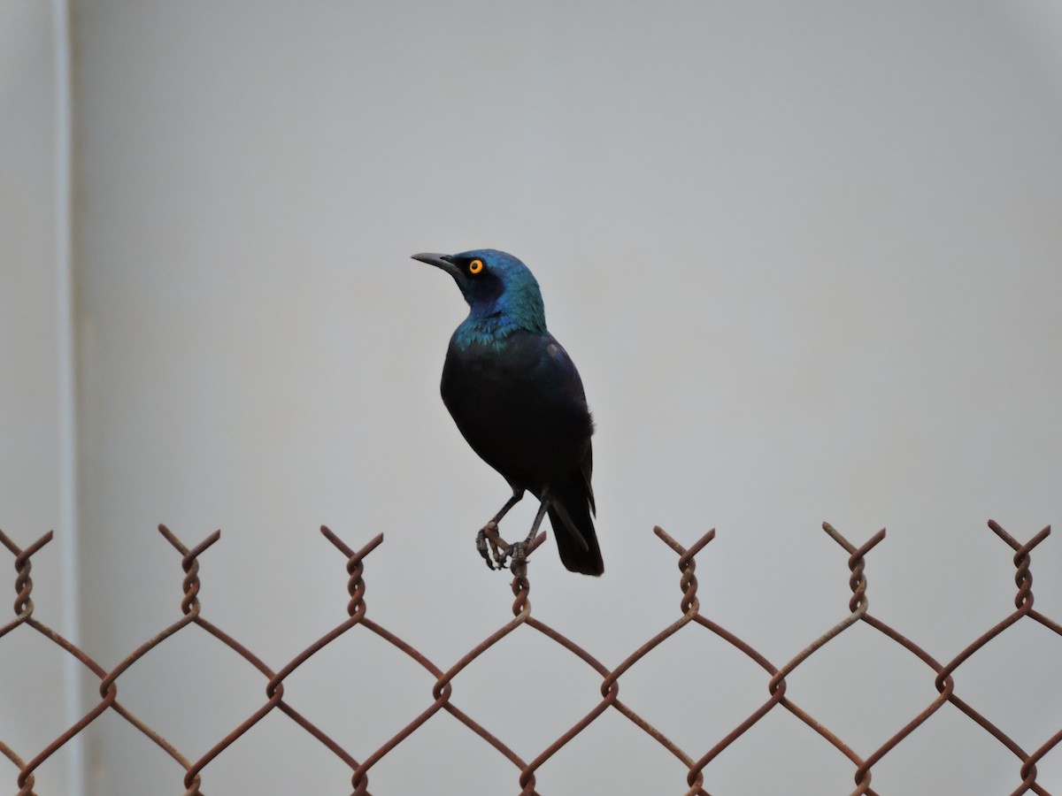 Purple Starling - ML617777360