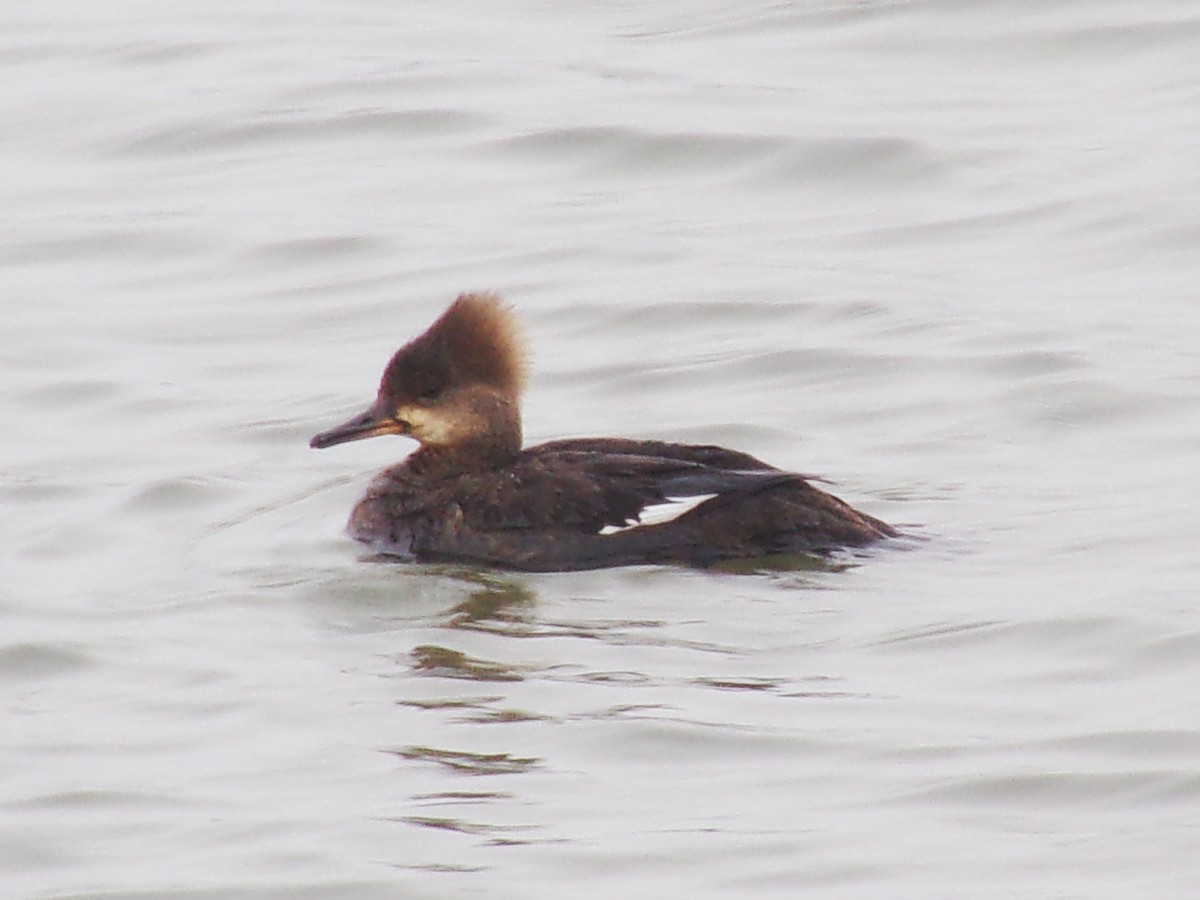 Hooded Merganser - ML617777375