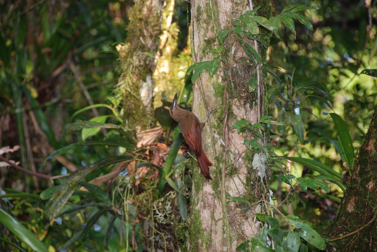 Northern Barred-Woodcreeper - ML617777380