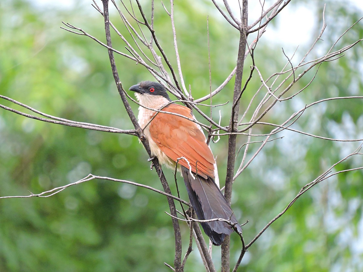 Senegal Coucal - Andrew Cauldwell