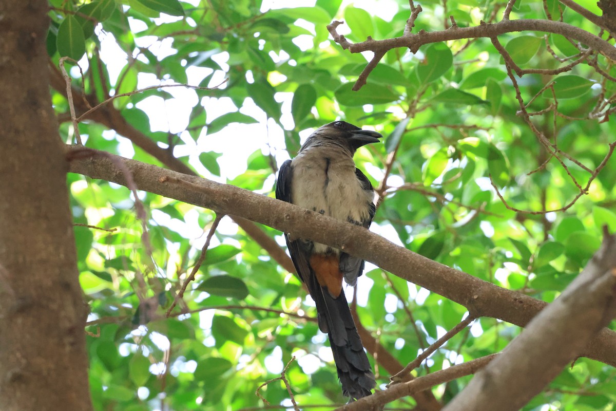 Gray Treepie - poshien chien